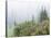Washington, Mount Rainier National Park. Wildflowers in Misty Forest-Jaynes Gallery-Stretched Canvas
