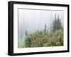 Washington, Mount Rainier National Park. Wildflowers in Misty Forest-Jaynes Gallery-Framed Premium Photographic Print