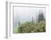 Washington, Mount Rainier National Park. Wildflowers in Misty Forest-Jaynes Gallery-Framed Premium Photographic Print