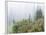 Washington, Mount Rainier National Park. Wildflowers in Misty Forest-Jaynes Gallery-Framed Photographic Print