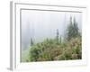 Washington, Mount Rainier National Park. Wildflowers in Misty Forest-Jaynes Gallery-Framed Photographic Print