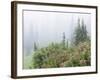 Washington, Mount Rainier National Park. Wildflowers in Misty Forest-Jaynes Gallery-Framed Photographic Print