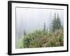 Washington, Mount Rainier National Park. Wildflowers in Misty Forest-Jaynes Gallery-Framed Photographic Print