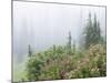 Washington, Mount Rainier National Park. Wildflowers in Misty Forest-Jaynes Gallery-Mounted Photographic Print
