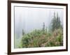 Washington, Mount Rainier National Park. Wildflowers in Misty Forest-Jaynes Gallery-Framed Photographic Print