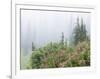 Washington, Mount Rainier National Park. Wildflowers in Misty Forest-Jaynes Gallery-Framed Photographic Print