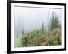 Washington, Mount Rainier National Park. Wildflowers in Misty Forest-Jaynes Gallery-Framed Photographic Print