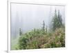 Washington, Mount Rainier National Park. Wildflowers in Misty Forest-Jaynes Gallery-Framed Photographic Print