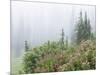 Washington, Mount Rainier National Park. Wildflowers in Misty Forest-Jaynes Gallery-Mounted Photographic Print