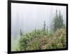 Washington, Mount Rainier National Park. Wildflowers in Misty Forest-Jaynes Gallery-Framed Photographic Print