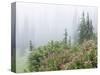 Washington, Mount Rainier National Park. Wildflowers in Misty Forest-Jaynes Gallery-Stretched Canvas