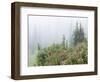 Washington, Mount Rainier National Park. Wildflowers in Misty Forest-Jaynes Gallery-Framed Photographic Print