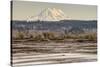 Washington. Mt Rainier in the Distance at the Nisqually-Matt Freedman-Stretched Canvas