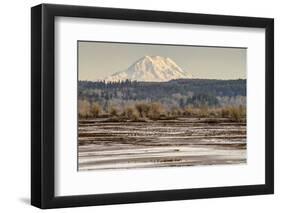 Washington. Mt Rainier in the Distance at the Nisqually-Matt Freedman-Framed Photographic Print