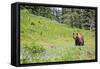 Washington, Mt. Rainier National Park. American Black Bear in a Wildflower Meadow Near Mystic Lake-Gary Luhm-Framed Stretched Canvas