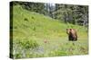 Washington, Mt. Rainier National Park. American Black Bear in a Wildflower Meadow Near Mystic Lake-Gary Luhm-Stretched Canvas