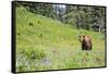 Washington, Mt. Rainier National Park. American Black Bear in a Wildflower Meadow Near Mystic Lake-Gary Luhm-Framed Stretched Canvas