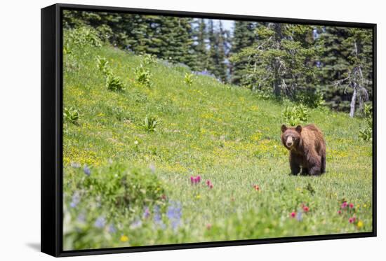 Washington, Mt. Rainier National Park. American Black Bear in a Wildflower Meadow Near Mystic Lake-Gary Luhm-Framed Stretched Canvas