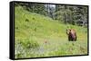 Washington, Mt. Rainier National Park. American Black Bear in a Wildflower Meadow Near Mystic Lake-Gary Luhm-Framed Stretched Canvas