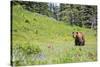 Washington, Mt. Rainier National Park. American Black Bear in a Wildflower Meadow Near Mystic Lake-Gary Luhm-Stretched Canvas