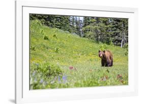 Washington, Mt. Rainier National Park. American Black Bear in a Wildflower Meadow Near Mystic Lake-Gary Luhm-Framed Photographic Print