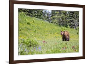 Washington, Mt. Rainier National Park. American Black Bear in a Wildflower Meadow Near Mystic Lake-Gary Luhm-Framed Photographic Print