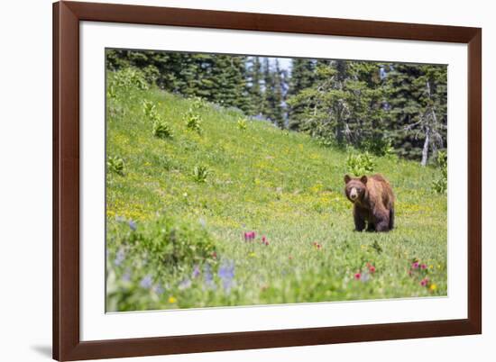 Washington, Mt. Rainier National Park. American Black Bear in a Wildflower Meadow Near Mystic Lake-Gary Luhm-Framed Photographic Print