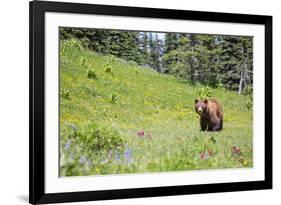 Washington, Mt. Rainier National Park. American Black Bear in a Wildflower Meadow Near Mystic Lake-Gary Luhm-Framed Photographic Print