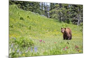 Washington, Mt. Rainier National Park. American Black Bear in a Wildflower Meadow Near Mystic Lake-Gary Luhm-Mounted Photographic Print