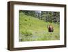 Washington, Mt. Rainier National Park. American Black Bear in a Wildflower Meadow Near Mystic Lake-Gary Luhm-Framed Photographic Print