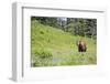 Washington, Mt. Rainier National Park. American Black Bear in a Wildflower Meadow Near Mystic Lake-Gary Luhm-Framed Photographic Print