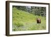 Washington, Mt. Rainier National Park. American Black Bear in a Wildflower Meadow Near Mystic Lake-Gary Luhm-Framed Photographic Print