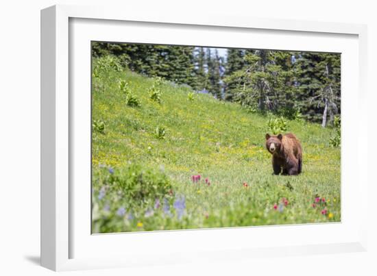 Washington, Mt. Rainier National Park. American Black Bear in a Wildflower Meadow Near Mystic Lake-Gary Luhm-Framed Photographic Print