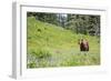 Washington, Mt. Rainier National Park. American Black Bear in a Wildflower Meadow Near Mystic Lake-Gary Luhm-Framed Photographic Print