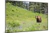 Washington, Mt. Rainier National Park. American Black Bear in a Wildflower Meadow Near Mystic Lake-Gary Luhm-Mounted Photographic Print
