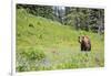 Washington, Mt. Rainier National Park. American Black Bear in a Wildflower Meadow Near Mystic Lake-Gary Luhm-Framed Photographic Print