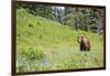 Washington, Mt. Rainier National Park. American Black Bear in a Wildflower Meadow Near Mystic Lake-Gary Luhm-Framed Photographic Print