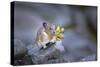 Washington, Mt. Rainier National Park. Hardworking Pika, Bringing in the Harvest-Gary Luhm-Stretched Canvas