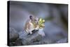 Washington, Mt. Rainier National Park. Hardworking Pika, Bringing in the Harvest-Gary Luhm-Stretched Canvas