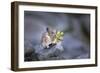 Washington, Mt. Rainier National Park. Hardworking Pika, Bringing in the Harvest-Gary Luhm-Framed Photographic Print