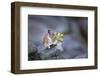 Washington, Mt. Rainier National Park. Hardworking Pika, Bringing in the Harvest-Gary Luhm-Framed Photographic Print