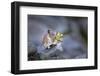 Washington, Mt. Rainier National Park. Hardworking Pika, Bringing in the Harvest-Gary Luhm-Framed Photographic Print