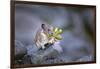 Washington, Mt. Rainier National Park. Hardworking Pika, Bringing in the Harvest-Gary Luhm-Framed Photographic Print