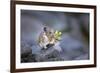 Washington, Mt. Rainier National Park. Hardworking Pika, Bringing in the Harvest-Gary Luhm-Framed Photographic Print