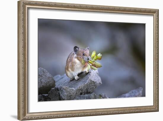 Washington, Mt. Rainier National Park. Hardworking Pika, Bringing in the Harvest-Gary Luhm-Framed Photographic Print