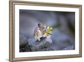 Washington, Mt. Rainier National Park. Hardworking Pika, Bringing in the Harvest-Gary Luhm-Framed Photographic Print