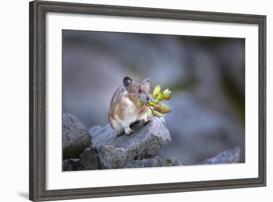 Washington, Mt. Rainier National Park. Hardworking Pika, Bringing in the Harvest-Gary Luhm-Framed Photographic Print