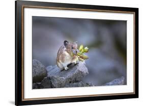 Washington, Mt. Rainier National Park. Hardworking Pika, Bringing in the Harvest-Gary Luhm-Framed Photographic Print