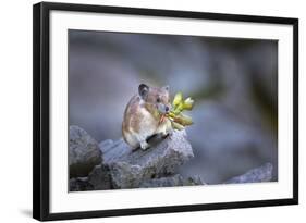 Washington, Mt. Rainier National Park. Hardworking Pika, Bringing in the Harvest-Gary Luhm-Framed Photographic Print