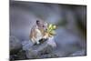 Washington, Mt. Rainier National Park. Hardworking Pika, Bringing in the Harvest-Gary Luhm-Mounted Photographic Print